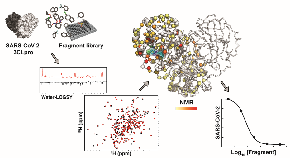 2021 12 Identification grace au criblage par RMN dun inhibiteur de la protease du SARS CoV 2 a9337