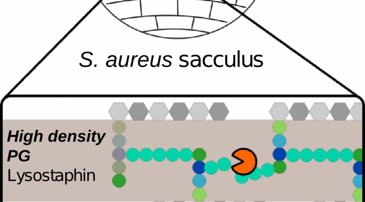 Structural basis on the interaction of two Staphylococcus aureus enzymes with the bacterial envelope