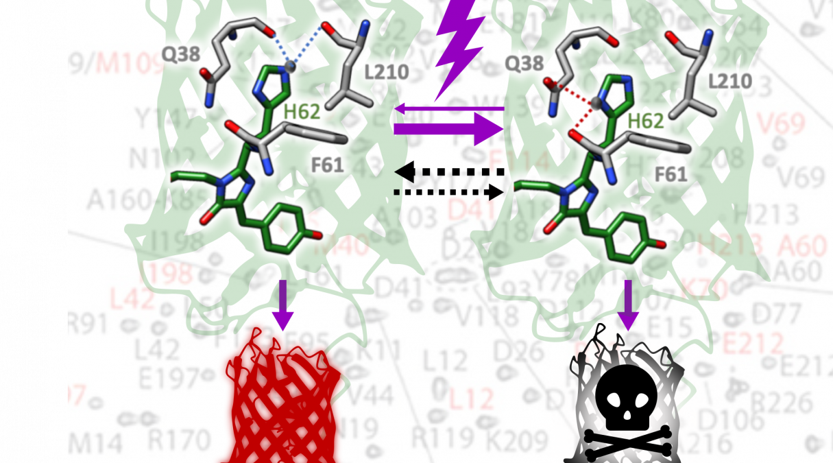 L'hétérogénéité structurelle d'une protéine fluorescente phototransformable a un impact sur ses propriétés photochimiques