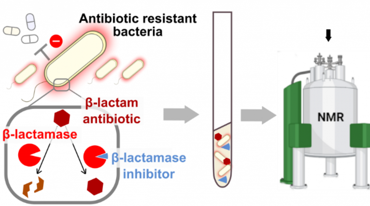 Monitoring interactions between antibiotics and their targets within bacterial cells by in cell nuclear magnetic resonance (NMR) spectroscopy.