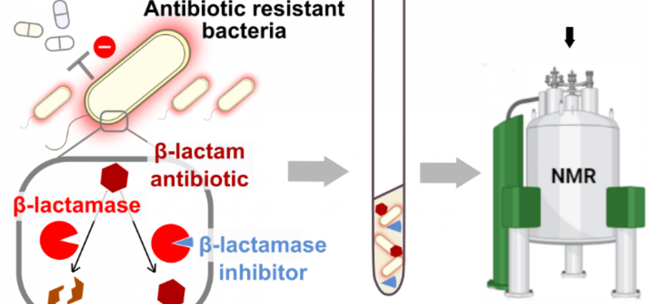 Suivi des interactions entre antibiotiques et leurs cibles au sein de cellules bactériennes par spectroscopie de résonance magnétique nucléaire (RMN) in cell.